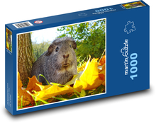 Świnka morska - jesień, zwierzę Puzzle 1000 elementów - 60x46 cm