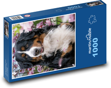 Bernský salašnícky pes - zviera, domáce zviera Puzzle 1000 dielikov - 60 x 46 cm