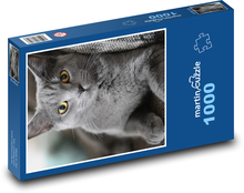 Kot - zwierzę domowe, brytyjski krótkowłosy Puzzle 1000 elementów - 60x46 cm
