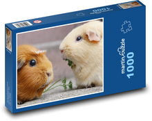 Morče - hlodavec, zvíře Puzzle 1000 dílků - 60 x 46 cm