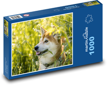 Shiba Inu - pes, mazlíček Puzzle 1000 dílků - 60 x 46 cm