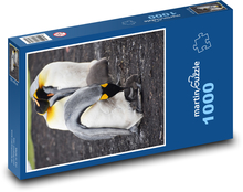Penguins - Falkland Islands, animals Puzzle 1000 pieces - 60 x 46 cm 