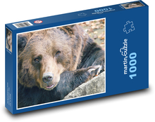 Medvěd - zvíře, savec Puzzle 1000 dílků - 60 x 46 cm