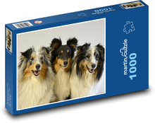 Setland pasterski - wyspy szkockie, psy Puzzle 1000 elementów - 60x46 cm