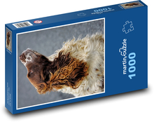 Anglický špringršpaněl Puzzle 1000 dílků - 60 x 46 cm