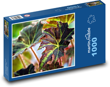 Begonias - roślina domowa, kwiat Puzzle 1000 elementów - 60x46 cm
