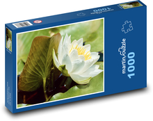 Bílý leknín - květ, vodní rostlina Puzzle 1000 dílků - 60 x 46 cm