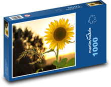 Slnečnica - kvetinové pozadie Puzzle 1000 dielikov - 60 x 46 cm