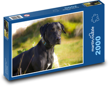 Czarny pies w trawie Puzzle 2000 elementów - 90x60 cm