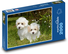 Two puppies in the grass, Coton de Tulear Puzzle 2000 pieces - 90 x 60 cm