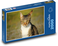 Cat with piercing eyes Puzzle 2000 pieces - 90 x 60 cm