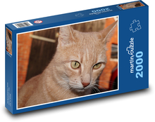 Przenikliwe spojrzenie kota Puzzle 2000 elementów - 90x60 cm