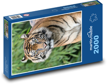 Curious tiger in the grass Puzzle 2000 pieces - 90 x 60 cm