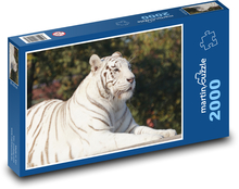 Biały tygrys leżący na słońcu Puzzle 2000 elementów - 90x60 cm