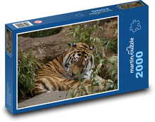 Klidný tygr v přírodě Puzzle 2000 dílků - 90 x 60 cm