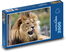 Afrykański lew na wolności Puzzle 2000 elementów - 90x60 cm