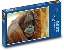 Moudrý pohled orangutana Puzzle 2000 dílků - 90 x 60 cm