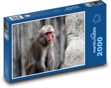 Małpa w cichej kontemplacji Puzzle 2000 elementów - 90x60 cm