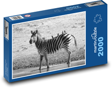 Pruhovaná zebra chôdza vo vode Puzzle 2000 dielikov - 90 x 60 cm
