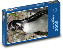 Tučniak sa vyhrieva na súši Puzzle 2000 dielikov - 90 x 60 cm