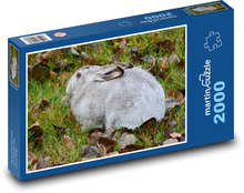 Šedý králík sedící v napadaném listí Puzzle 2000 dílků - 90 x 60 cm