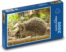 Hedgehog in the forest looking for food Puzzle 2000 pieces - 90 x 60 cm