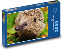 Słodki jeż z czarnym pyskiem Puzzle 2000 elementów - 90x60 cm