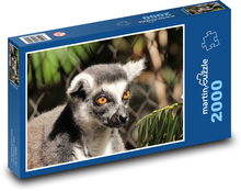 Lemur z pomarańczowymi oczami Puzzle 2000 elementów - 90x60 cm