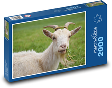 White goat in pasture Puzzle 2000 pieces - 90 x 60 cm