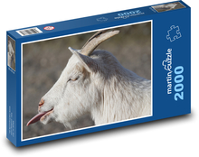 Biała koza z wystającym językiem Puzzle 2000 elementów - 90x60 cm