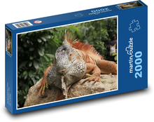 An iguana basking on a stone Puzzle 2000 pieces - 90 x 60 cm