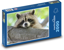 Szop leżący na gałęzi Puzzle 2000 elementów - 90x60 cm