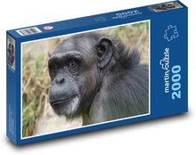Szympans Puzzle 2000 elementów - 90x60 cm