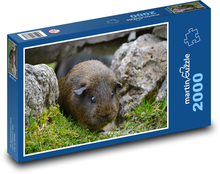 Guinea pig hidden among rocks Puzzle 2000 pieces - 90 x 60 cm