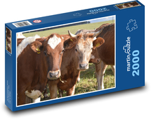 Hnědé krávy na pastvě Puzzle 2000 dílků - 90 x 60 cm