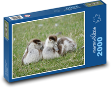 Husacie Puzzle 2000 dielikov - 90 x 60 cm