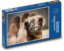 Camel Puzzle 2000 pieces - 90 x 60 cm