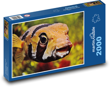 Ryby Puzzle 2000 dielikov - 90 x 60 cm