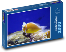 Žlutá rybka v akváriu Puzzle 2000 - 90x60 cm