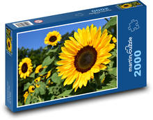 Pole słoneczników Puzzle 2000 elementów - 90x60 cm