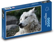 Portrét bieleho vlka Puzzle 2000 dielikov - 90 x 60 cm