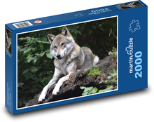 Gray wolf lying on a rock Puzzle 2000 pieces - 90 x 60 cm