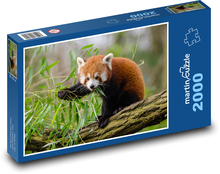 Red Panda - das Tier Puzzle 2000 Teile - 90 x 60 cm
