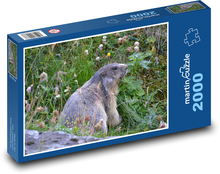 Ein Murmeltier auf der Alm Puzzle 2000 Teile - 90 x 60 cm