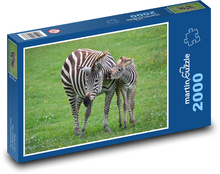 Zebra, mládě Puzzle 2000 dílků - 90 x 60 cm