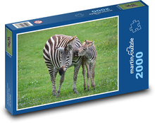 Zebra, Junges Puzzle 2000 Teile - 90 x 60 cm