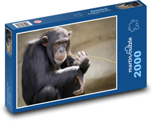 CHIMPANZEE Puzzle 2000 pieces - 90 x 60 cm