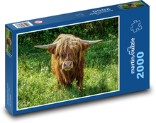 Scottish Highland Cattle Puzzle 2000 pieces - 90 x 60 cm