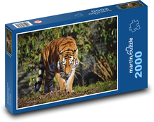 Tiger, big cat Puzzle 2000 pieces - 90 x 60 cm