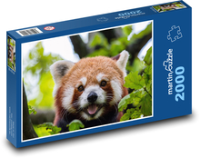 Red panda in branches Puzzle 2000 pieces - 90 x 60 cm